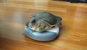 schildpad-rijdt-rondjes-op-roomba-robot-.jpg